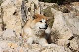 AKITA INU 242